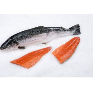 Frozen Salmon Fish
