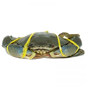 Fresh Live Mud Crabs