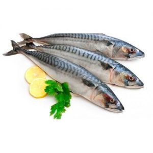 Frozen Mackerel Fish